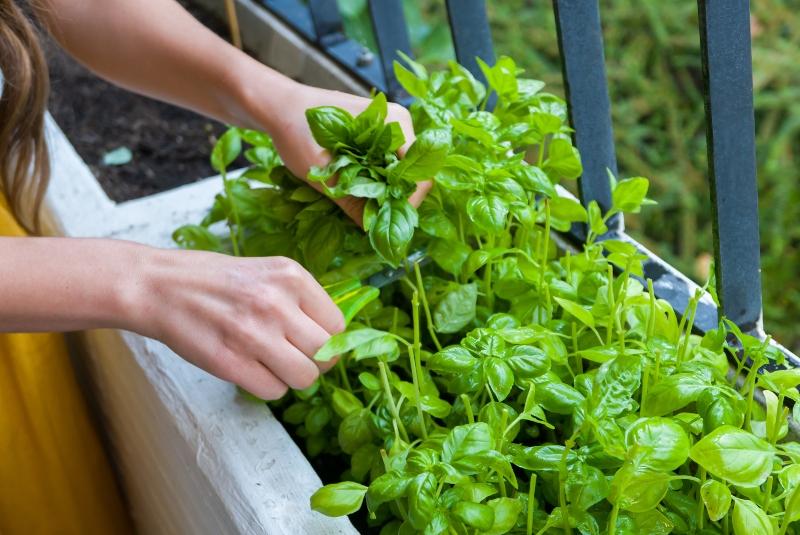Kräutergarten für den Balkon anlegen