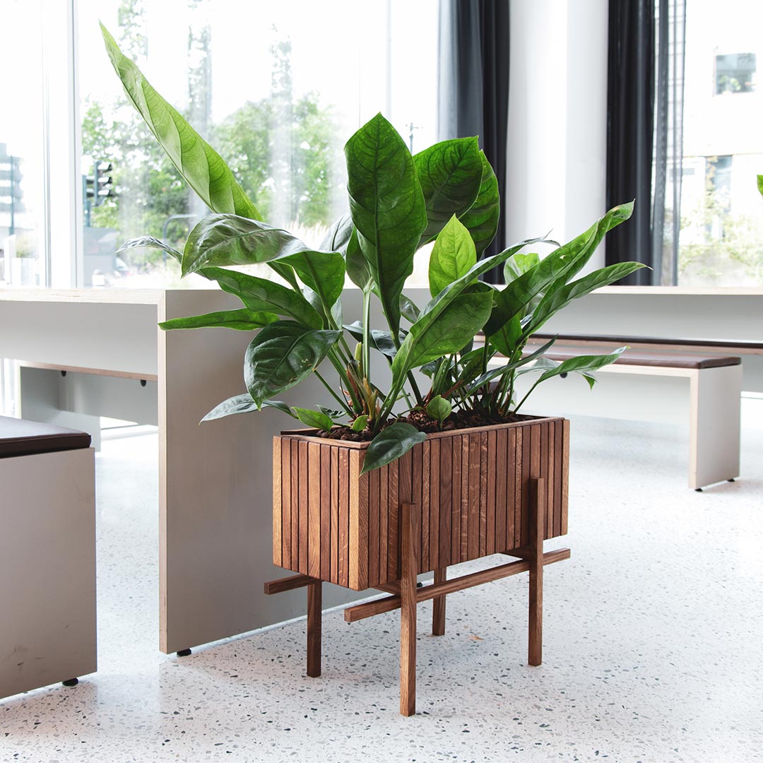 squarely grow wide dunkle eiche 77276
