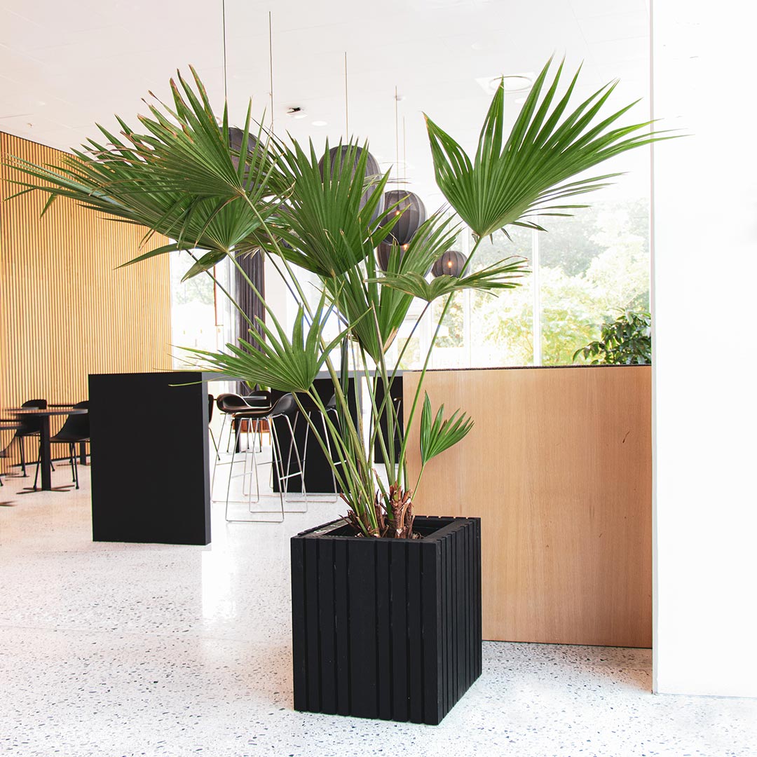 squarely growbig innen 77315
