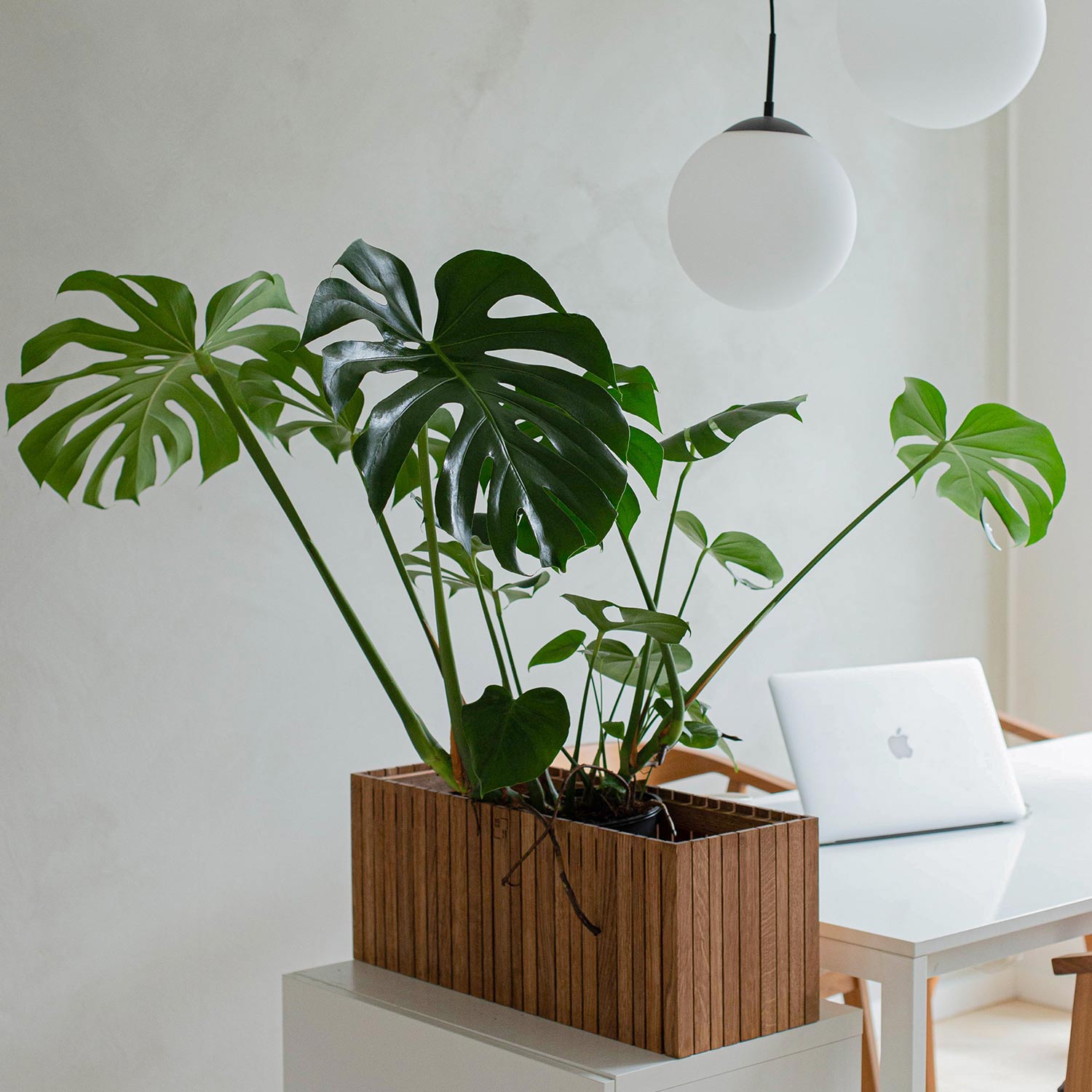 squarely grow wide pflanzgefaess innen 77253